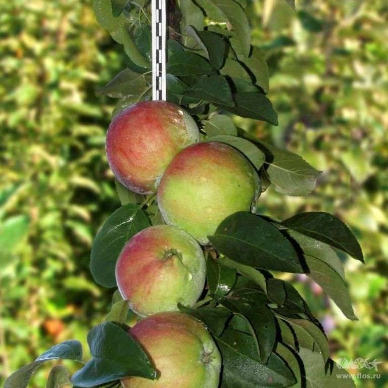 Яблоня сорта президент колоновидная: подробная характеристика и описание, технология выращивания сорта на участке, фото