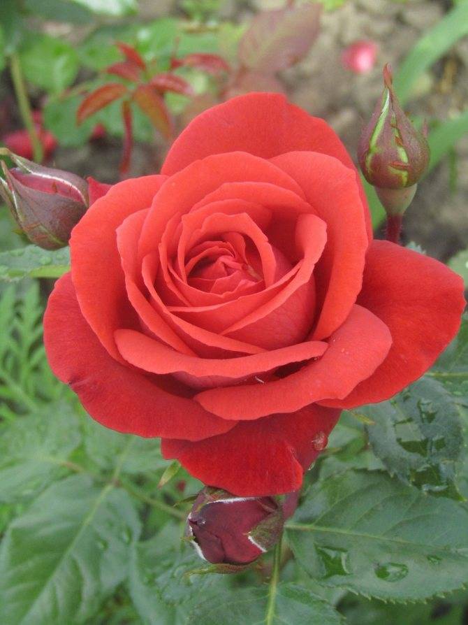 Роза чайно-гибридная терракотта (terracotta)
