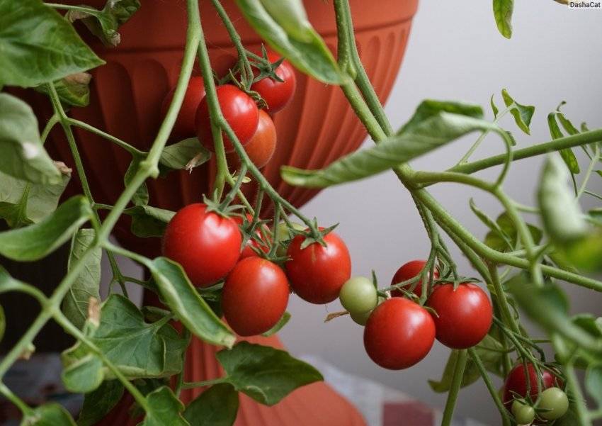 Ампельные помидоры – выращивание????, 10 сортов для балкона, фото, отзывы овощеводов