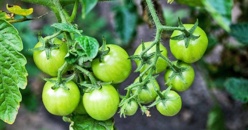 Чем подкормить помидоры в открытом грунте: для быстрого роста плодов, чтобы лучше росли, если желтеют листья