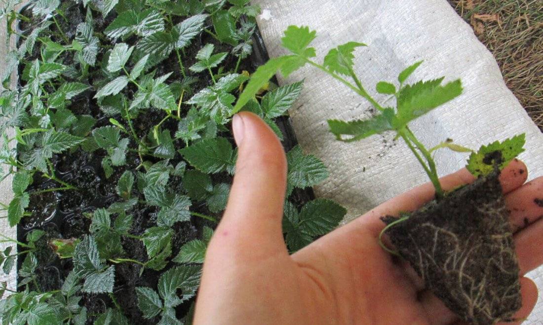 Как посадить малину: правила и советы, пошаговая инструкция с фото