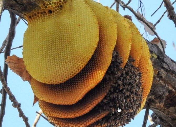Как избавиться от пчел на даче: отпугнуть от своего участка, как выводить пчел с огорода, дома, сарая