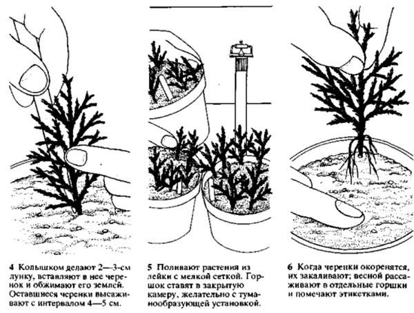 Размножение можжевельника черенками весной и осенью