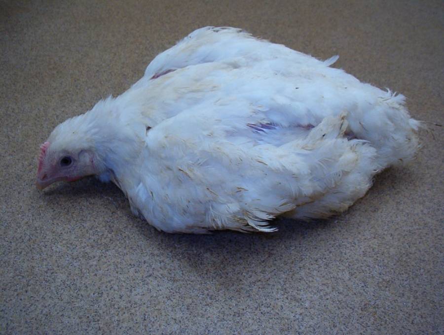 Болезни цыплят в первые дни жизни и их профилактика