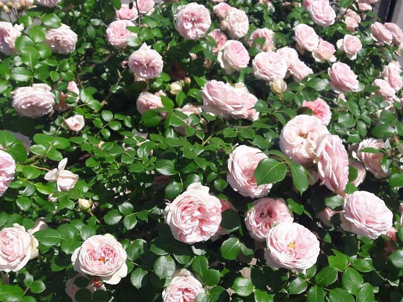 О розе palais royal: описание и характеристики, выращивание сорта плетистой розы