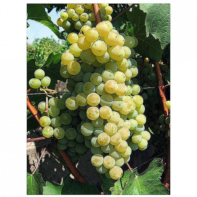 Виноград цитронный магарача: характеристика и описание сорта, отзывы, посадка и уход, изготовление вина, отзывы