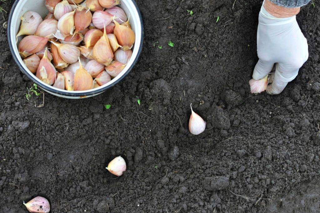 Как правильно посадить чеснок на зиму: все о посадке озимого чеснока