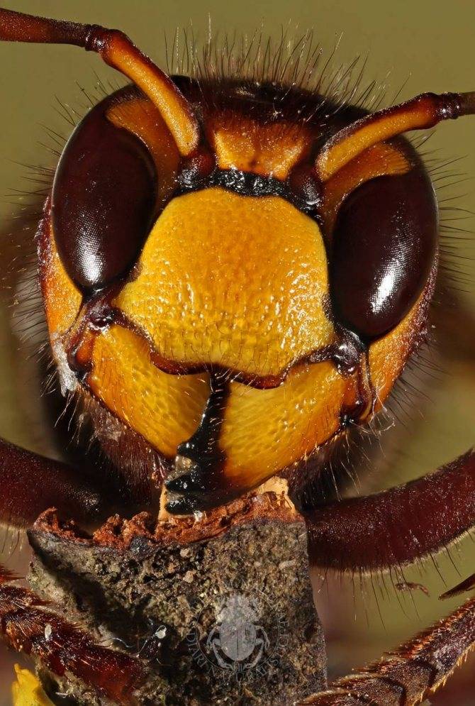 Японский шершень - огромное насекомое-гигант: как выглядит и почему опасен