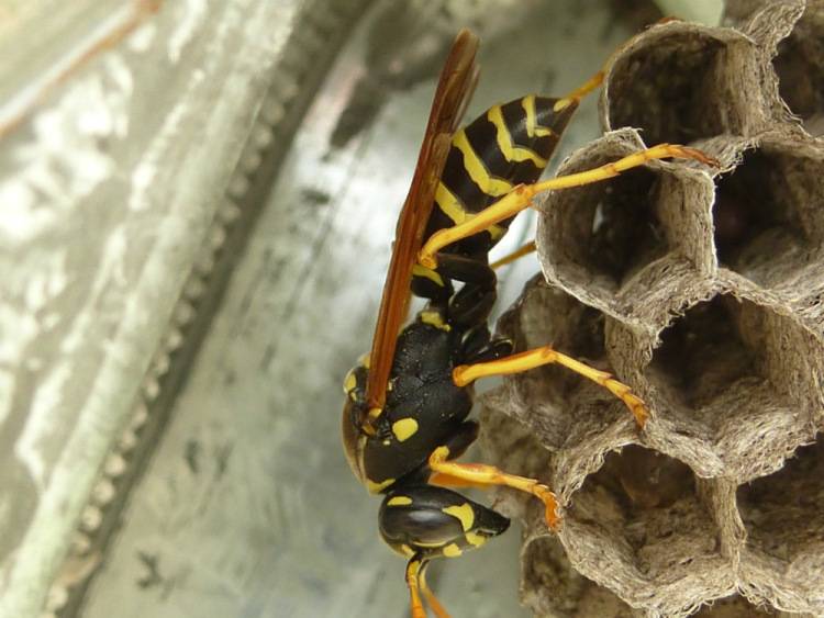 Осиный мед – делают ли осы мед