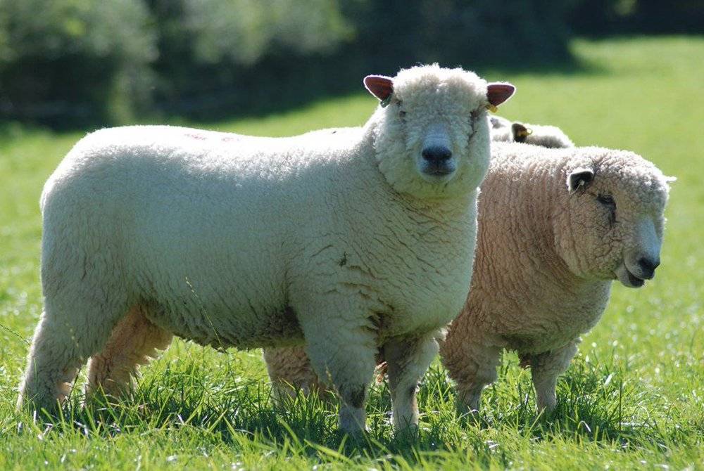 Мясные породы овец: породы мясного направления с фото и описанием, в россии и зарубежом