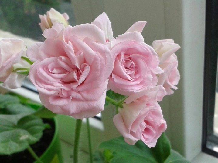 Пеларгония millfield rose