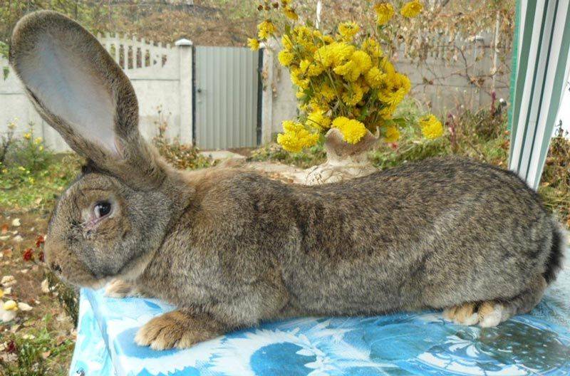 Калифорнийская порода кроликов