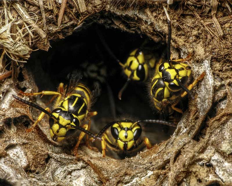 Земляные пчелы: фото, виды, как избавиться от насекомых на участке?