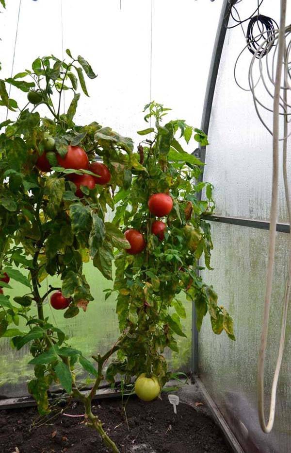 Описание томата ласковый миша и правила выращивания низкорослого сорта