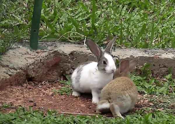 Почему кролики стучат задними лапами?