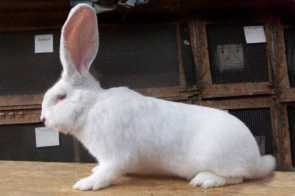 Кролики породы фландр: особенности разведения и ухода