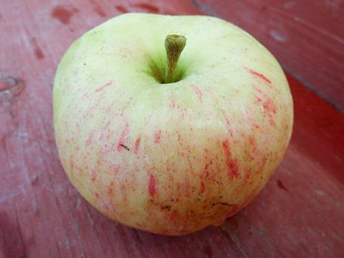 О яблоне джонатан: описание сорта, характеристики, агротехника, выращивание