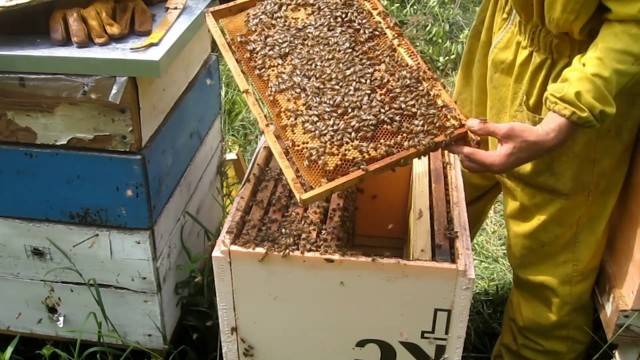 Сироп для пчел на зиму пропорции: виды, правила приготовления, осенняя подкормка