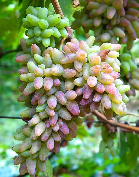 Виноград оригинал описание сорта, особенности выращивания и ухода (отзывы)