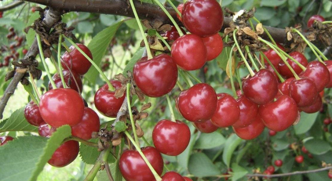 Лучшие сорта вишни для сибири — 25 самых крупных, вкусных, сладких