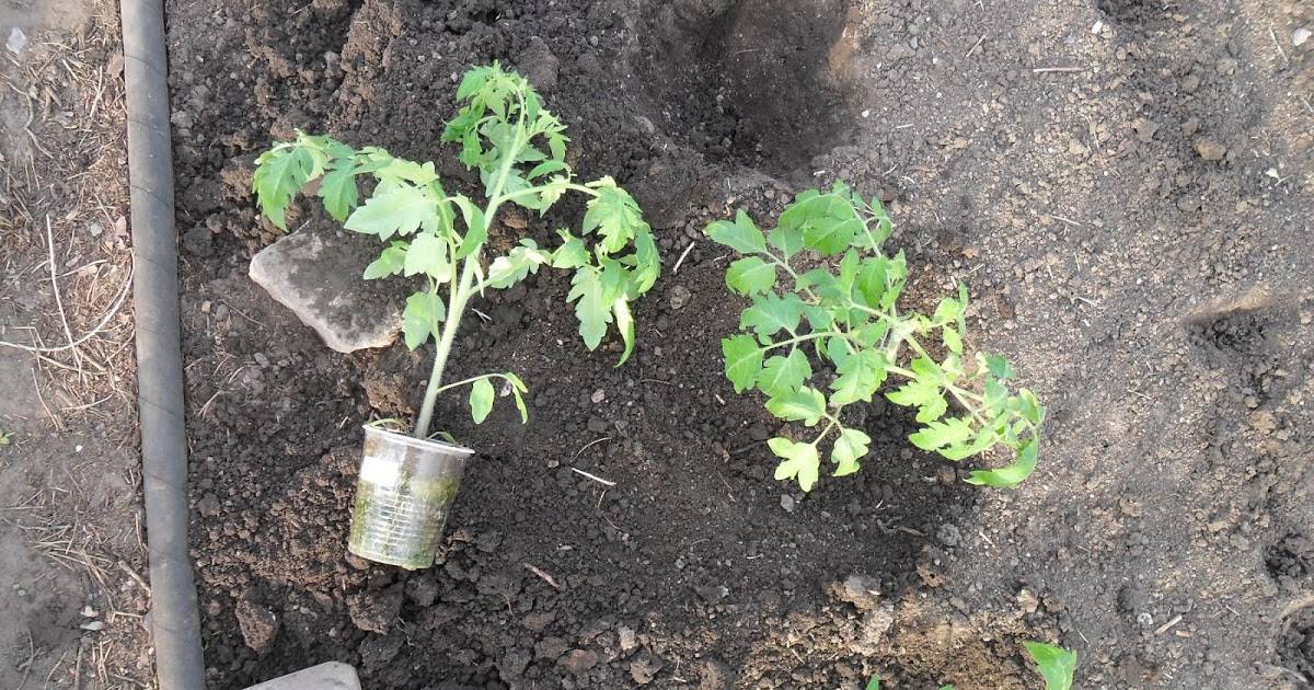 Подмерзла рассада помидор что делать - дневник садовода semena-zdes.ru