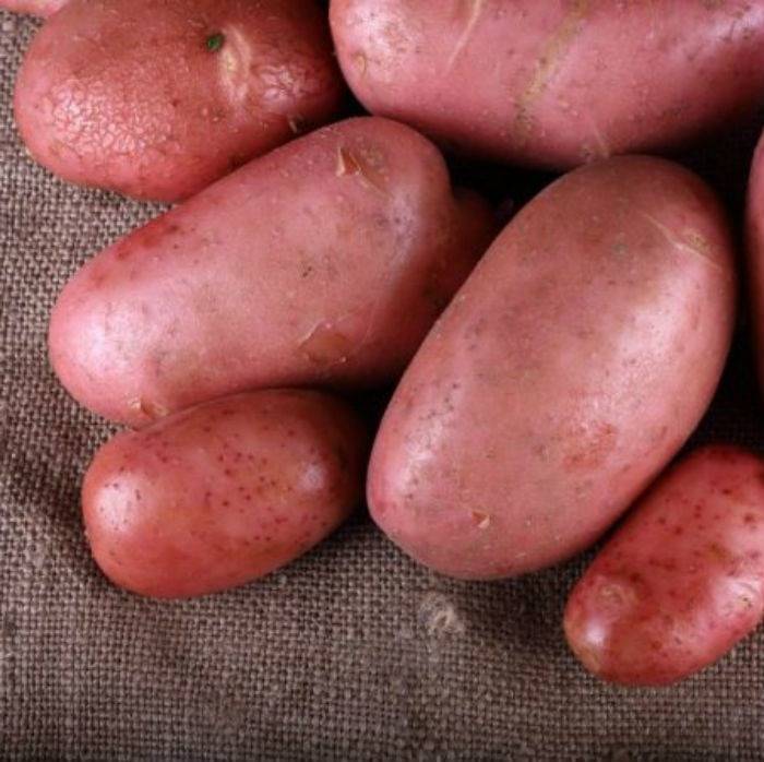 Картофель Лилли: описание семенного сорта картофеля, характеристики, агротехника