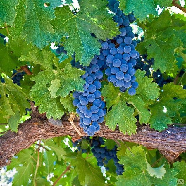 Виноград альфа: описание сорта, фото, отзывы, характеристики, технология посадки и выращивания