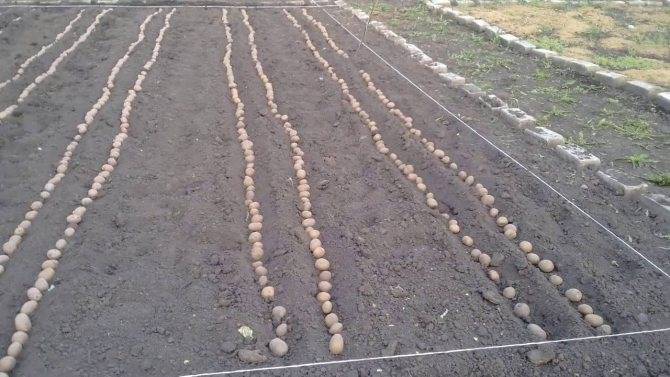 Выращивание картофеля на огороде и важные моменты при этом