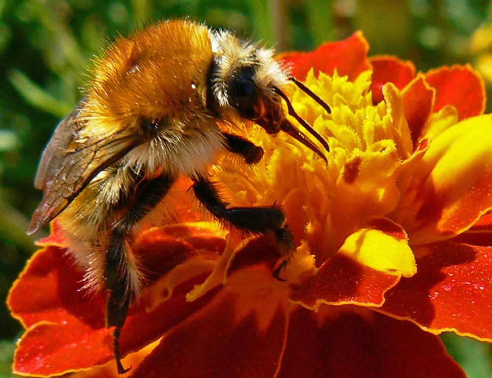 Воровство пчел: что делать при пчелином нападе, защита от воровок, видео