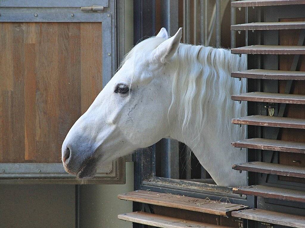 Липицианские лошади - описание экстерьера, качества породы - домашние наши друзья
