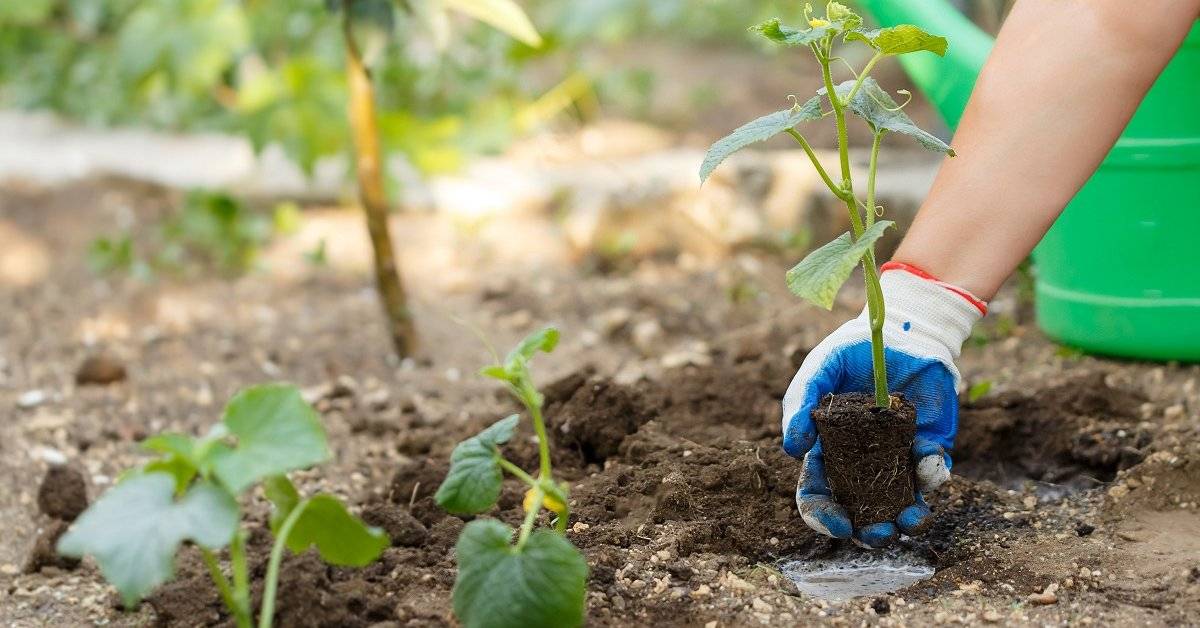 Выращивание тыквы — как правильно вырастить тыкву в открытом грунте?