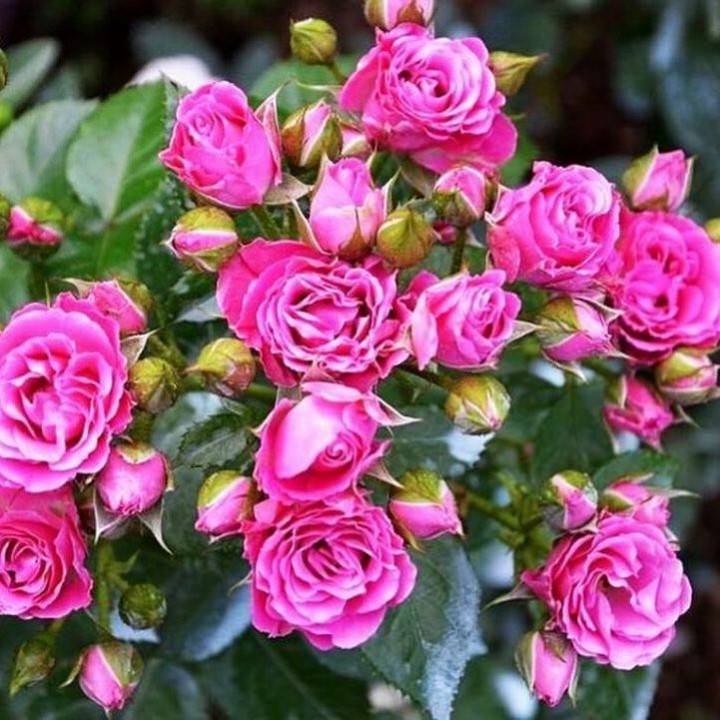 Роза спрей | питомник растений