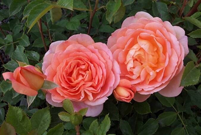 Роза леди оф шалот: описание и фото, особенности цветения, советы по уходу и размножению, болезни и вредителидача эксперт