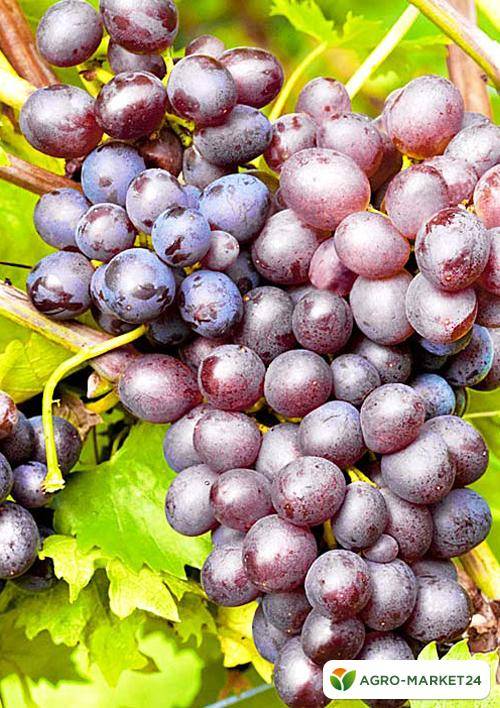 Ранние сорта винограда, в том числе самые урожайные