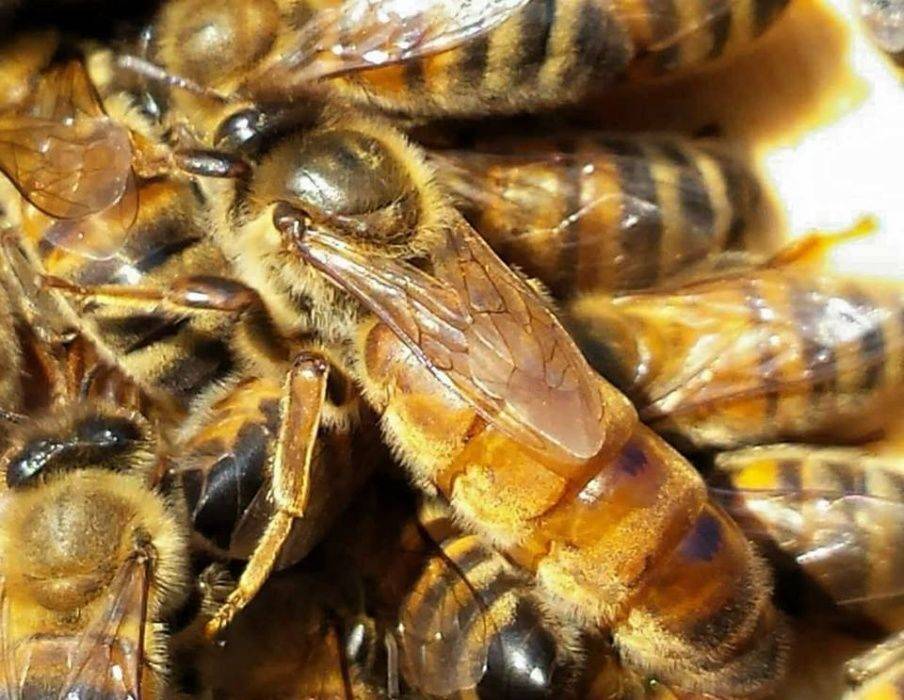 ✅ порода пчел бакфаст и их характеристика - питомник46.рф