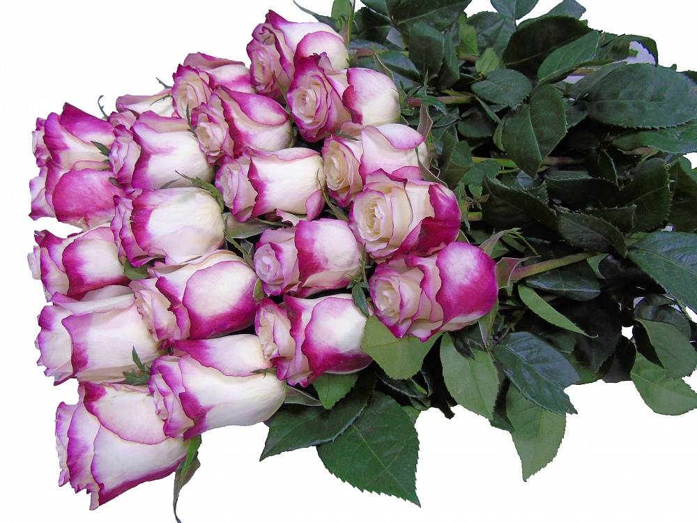 ✅ роза свитнес: фото и описание, выращивание и уход в открытом грунте - tehnoyug.com