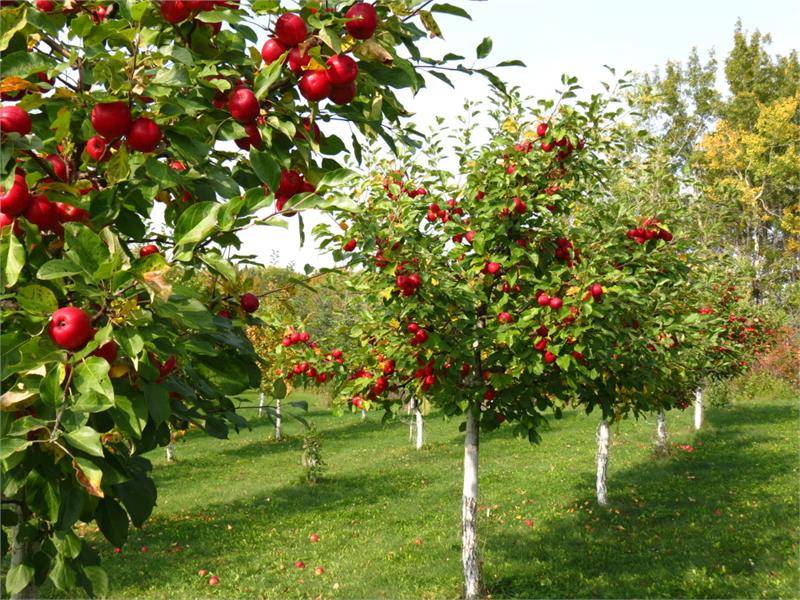 Самые урожайные сорта плодовых деревьев и ягодных кустарников на supersadovnik.ru