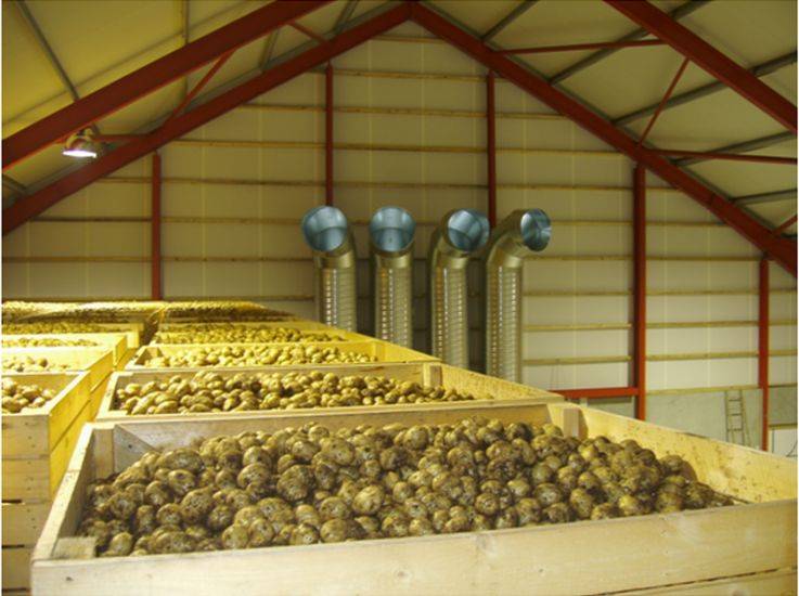 Чтобы не пропал урожай «второго хлеба» — советы по созданию оптимальной температуры для хранения картофеля