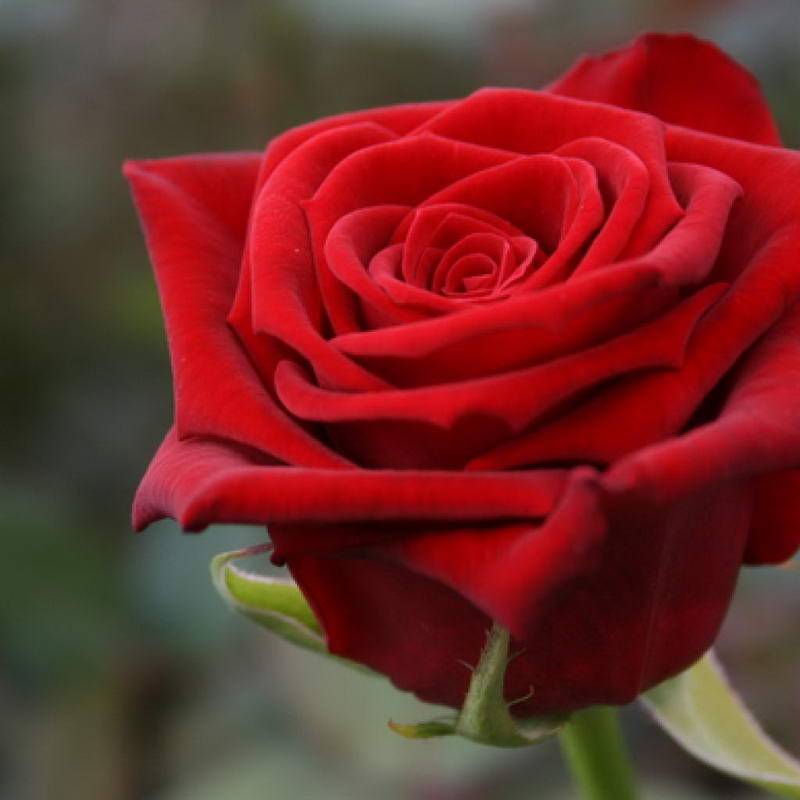 Роза ред наоми: фото и описание, отзывы