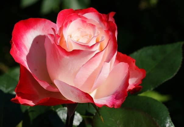 Чайно-гибридная роза «ностальжи» (rose nostalgie): описание, применение в ландшафтном дизайне, фото