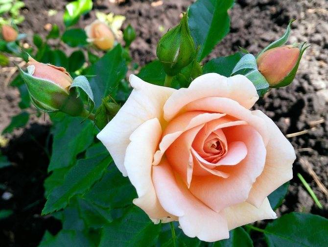Роза гейша энциклопедия роз отзывы | мой сад и огород