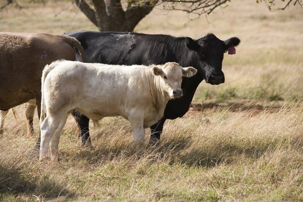 Описание и фото лучших мясных пород коров. рекомендации при выборе