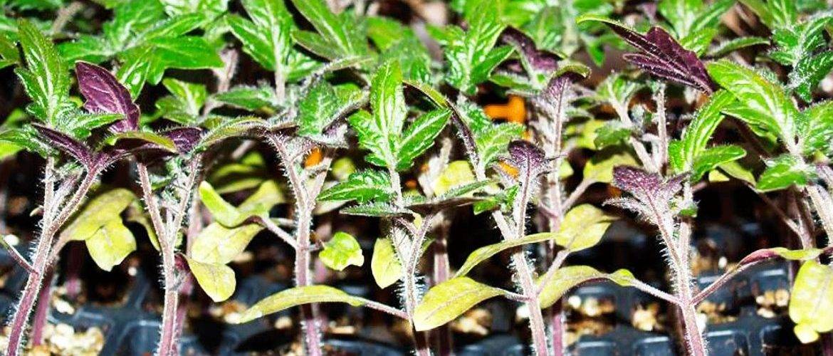 Почему у рассады помидор фиолетовые листья