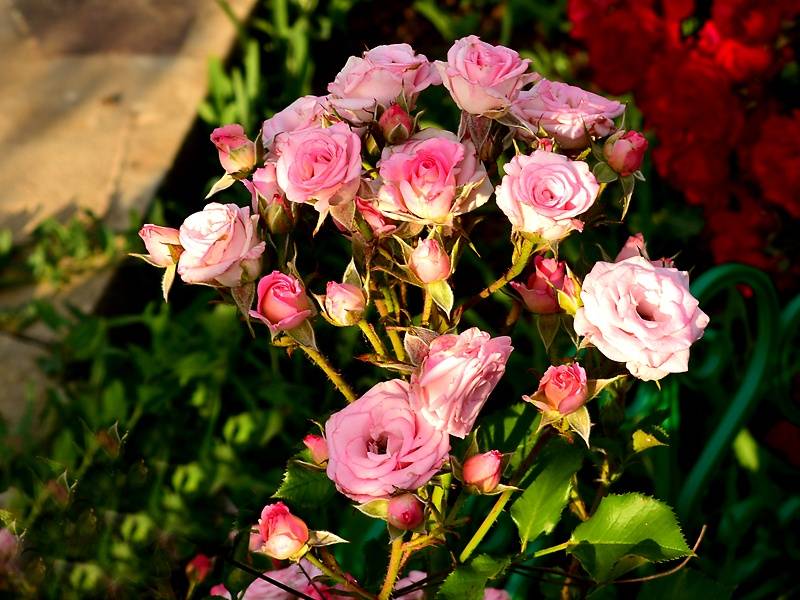 Роза спрей – использование в ландшафтном дизайне, особенности выращивания в домашних условиях