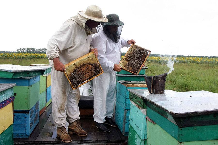 Особенности содержания пчел в сентябре и какие работы проводят на пасеке