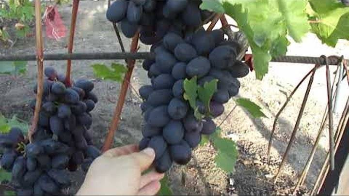 Сорт винограда «велика»