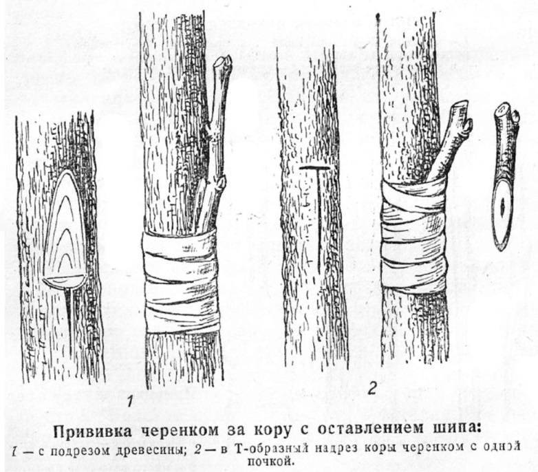 Прививка деревьев зимой, весной, летом, осенью, когда лучшее время и сроки?