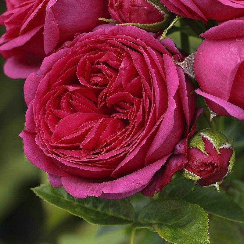 Rokoko — кустарник-шраб с абрикосовыми розами от tantau
