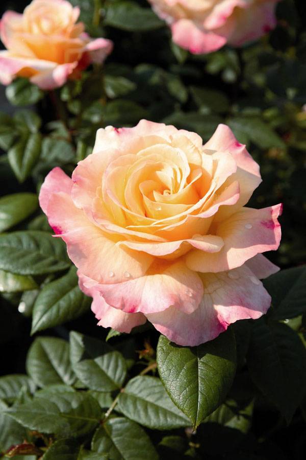 Розы тантау лучшие сорта - сад и огород