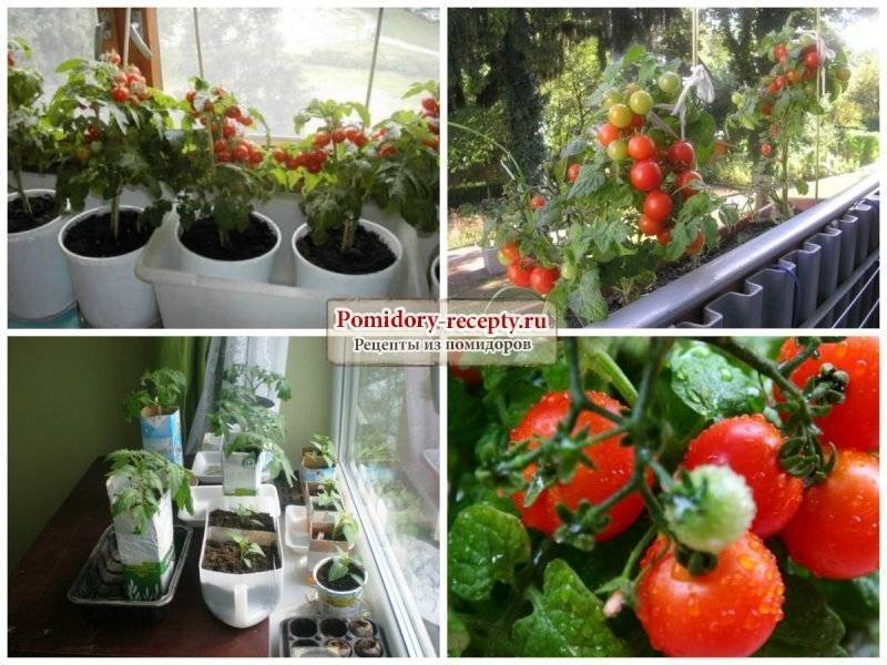 Пластиковые бутылки для полива помидор: как использовать, как поливать